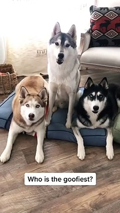 Dog Funny #11