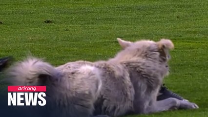 Uninvited guest: Dog invades soccer match in Bolivia
