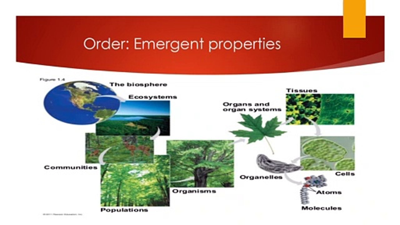 Properties of Life