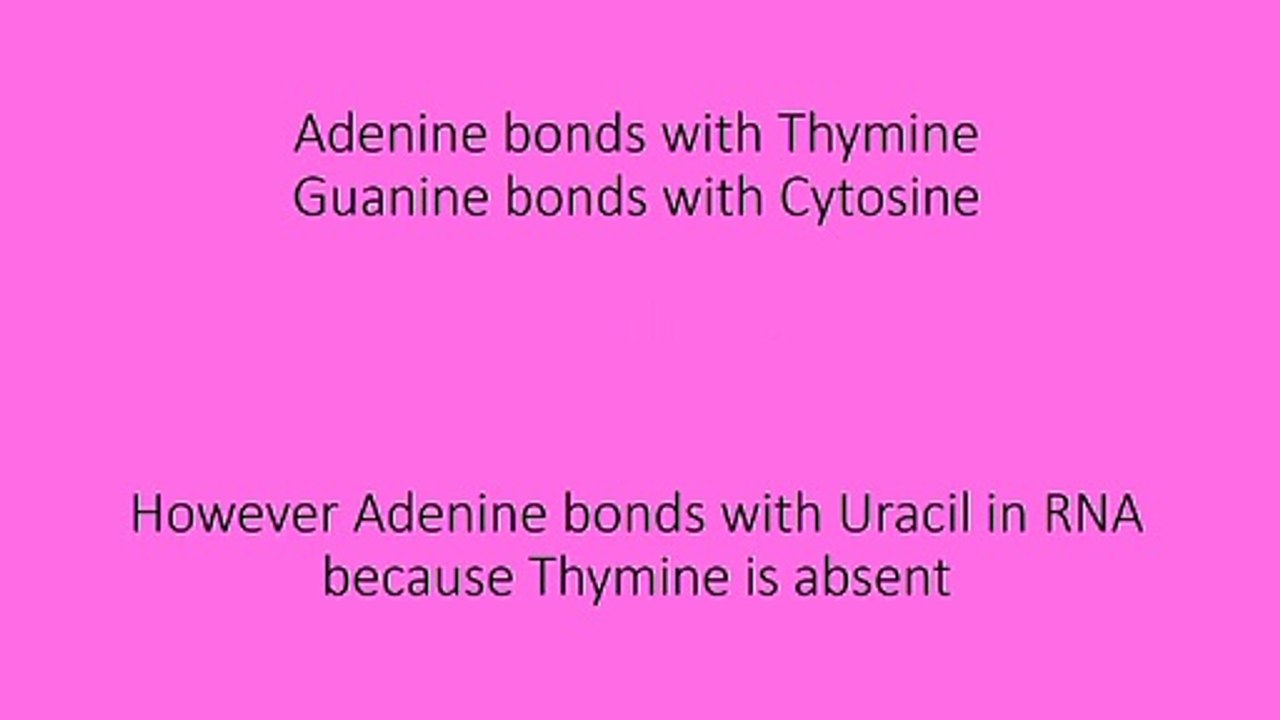 DNA/RNA Base Pairing Rules
