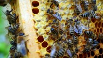 HONEY BEE FARMING