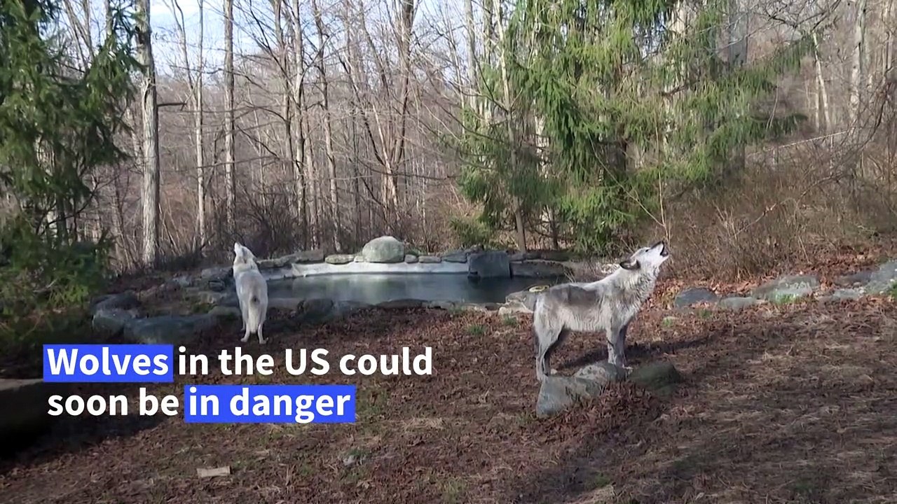 Howling into the void? US wolf recovery endangered by Trump