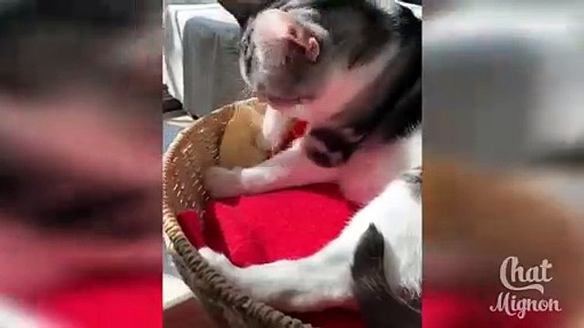 Chat Mignon - Chat Drôle -Vidéo De Chat À Mourir De Rire