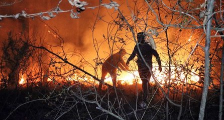 Sakarya’da korkutan orman yangını