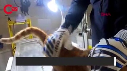 Tüfekle vurulan kedi tedavi edildi