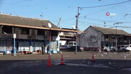 Martıların balık atığı savaşı