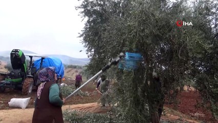 Kilis'te zeytin hasadı devam ediyor