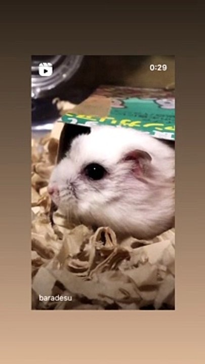 hamster