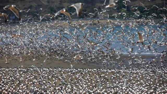 Glimpse 2020: Animals strolled in roads, rivers got cleaned!