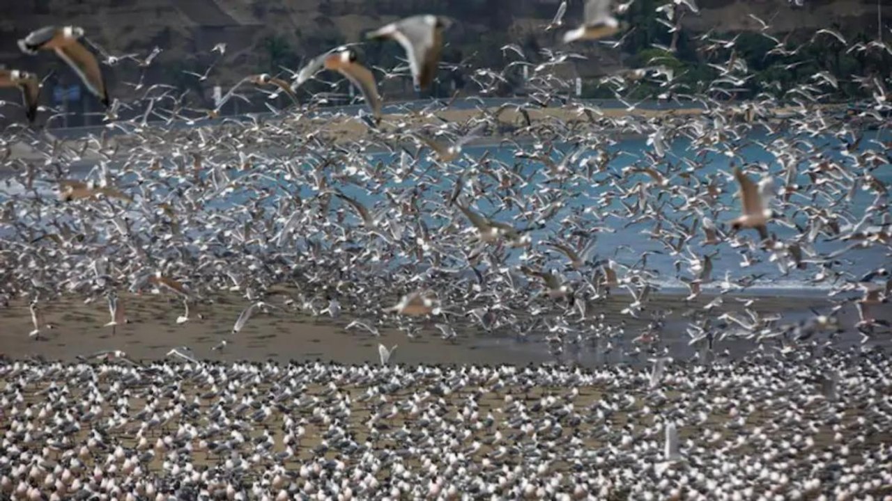 Glimpse 2020: Animals strolled in roads, rivers got cleaned!