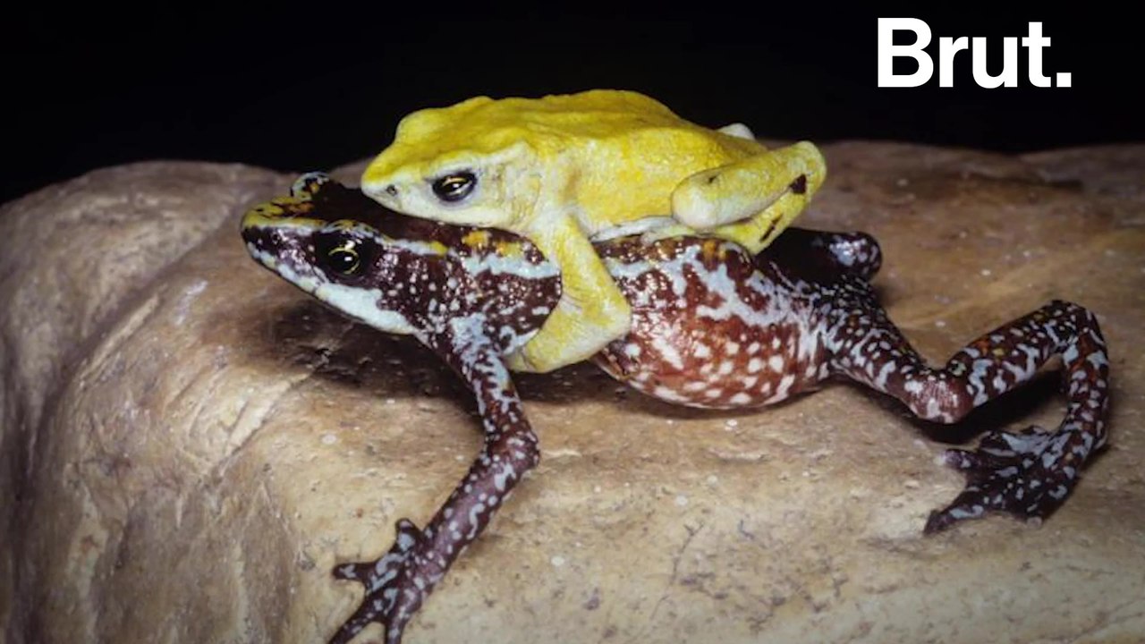 31 species are extinct, and thousands more endangered