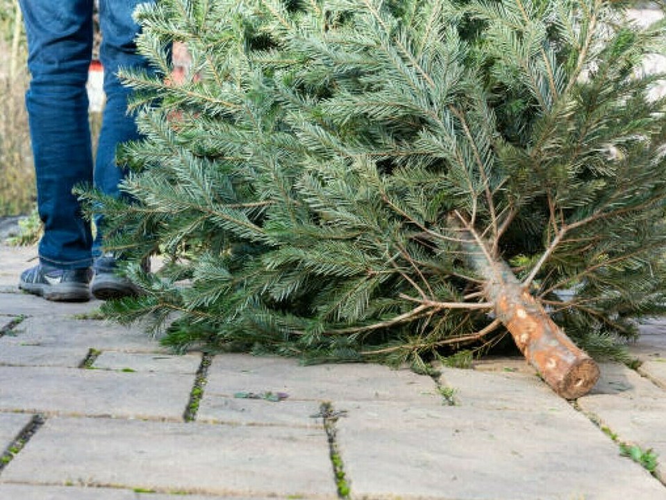 So können Sie Tannennadeln wiederverwerten
