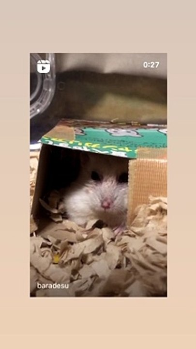hamster