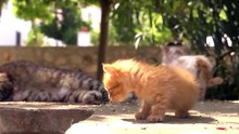 岩合光昭の世界ネコ歩き 「エーゲ海の島々」 (2012-08-07)