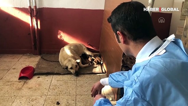 Anne köpek donmak üzere bulunan 6 yavruya sahip çıktı