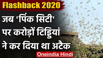 Flashback 2020: वो मंजर, जब Pink City पर एक साथ बरस पड़ी थी करोड़ों Locusts | वनइंडिया हिंदी