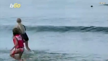 Must See! Incredible Video Shows Orca Whales Swimming Right up To the Beach