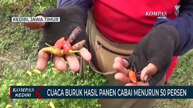 Cuaca Buruk Membuat Hasil Panen Cabai Petani Menurun