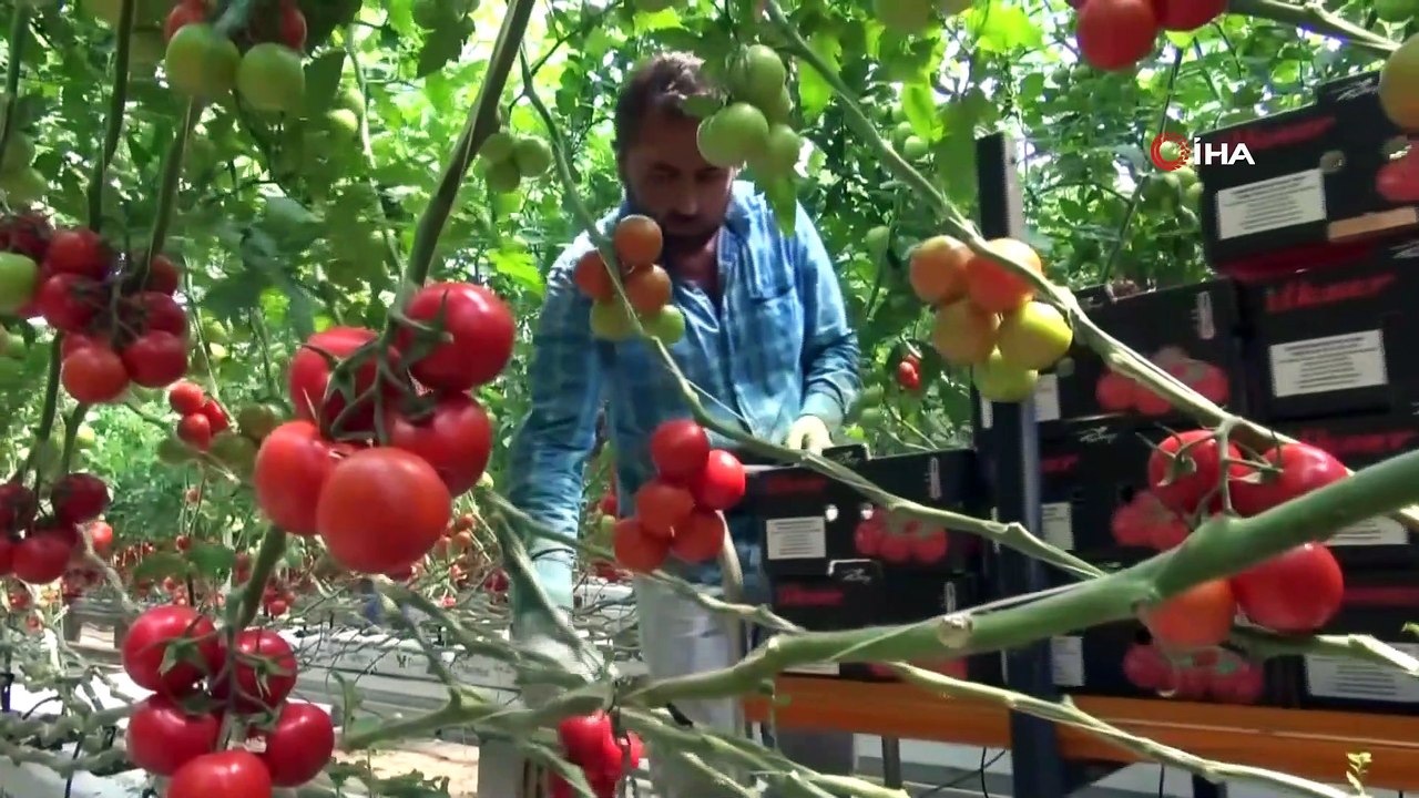 Jeotermal serada yılda bin ton domates üretiliyor