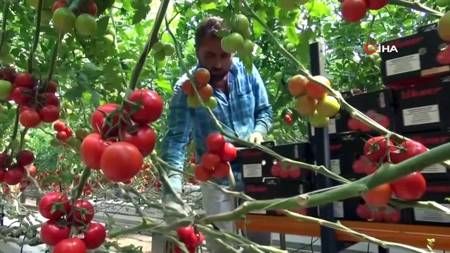 Jeotermal serada yılda bin ton domates üretiliyor