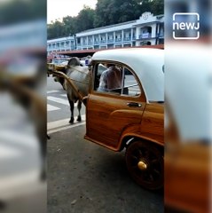 ‘Hybrid taxi’ With Two Bulls And Half A Car Wins Hearts Of Netizens