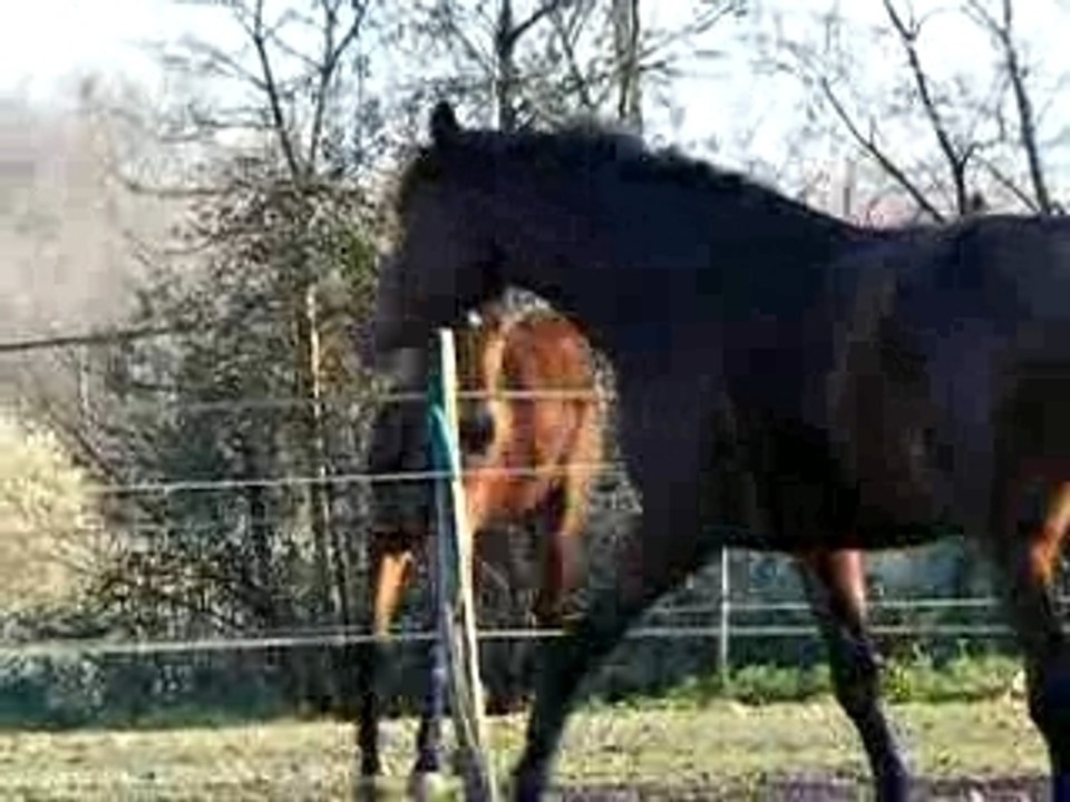 Pirouette
