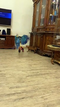 Birdie Rides Miniature Bicycle