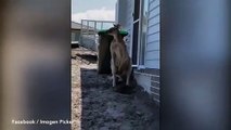 Kızgın kanguru, çocuklarını korumaya çalışan babayı tek yumrukla yere serdi