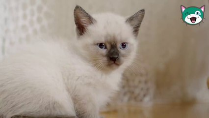 10 معلومات مسلية عن القط السيامي