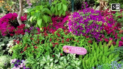 2020 Shenzhen Bougainvillea Show in Lianhua Hill Park