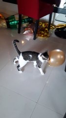Adorable Cat Playing with a Balloon