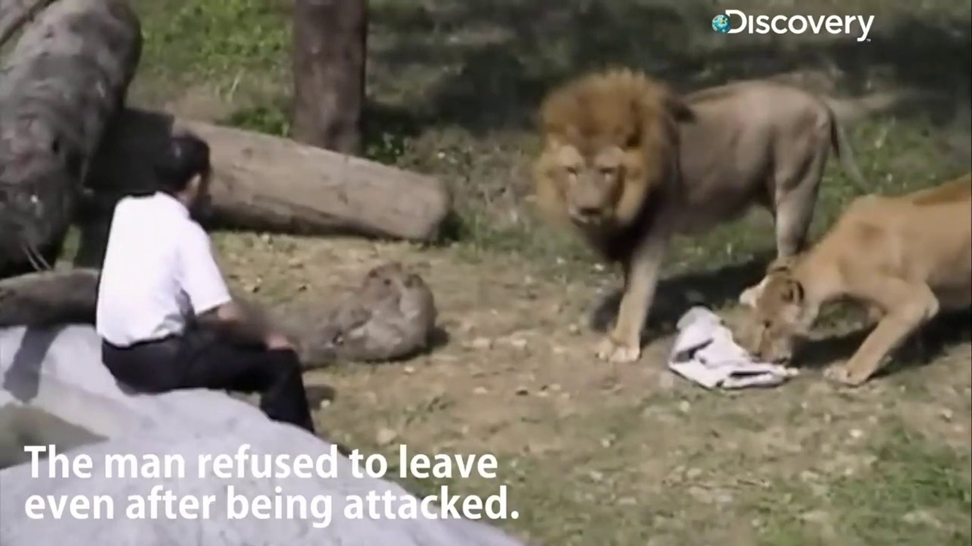 Lion attacks man - video Dailymotion