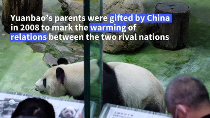 Second Taiwan-born panda cub makes media debut