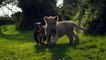 This Cute Video Shows the Odd Friendship Between a Baby Lion and a Chimpanzee