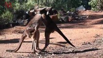 Apparently Wild Kangaroos Can Communicate With Humans