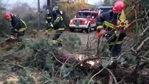 Terni - Alberi caduti per il forte vento a Collerolletta (28.12.20)