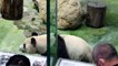 ظهور إعلامي أول لشبل الباندا الثاني في حديقة تايبيه