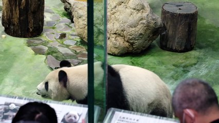 ظهور إعلامي أول لشبل الباندا الثاني في حديقة تايبيه