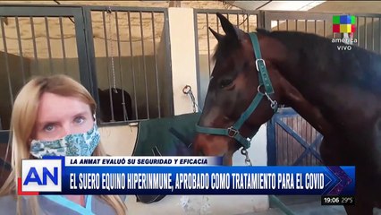 El suero equino. una nueva esperanza en la lucha contra el coronavirus