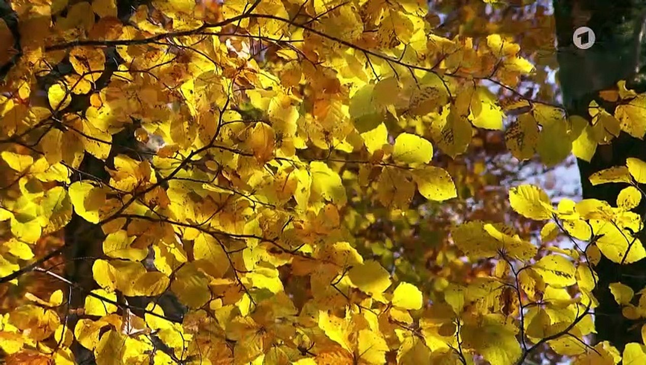 Sturm der Liebe 3518 folge