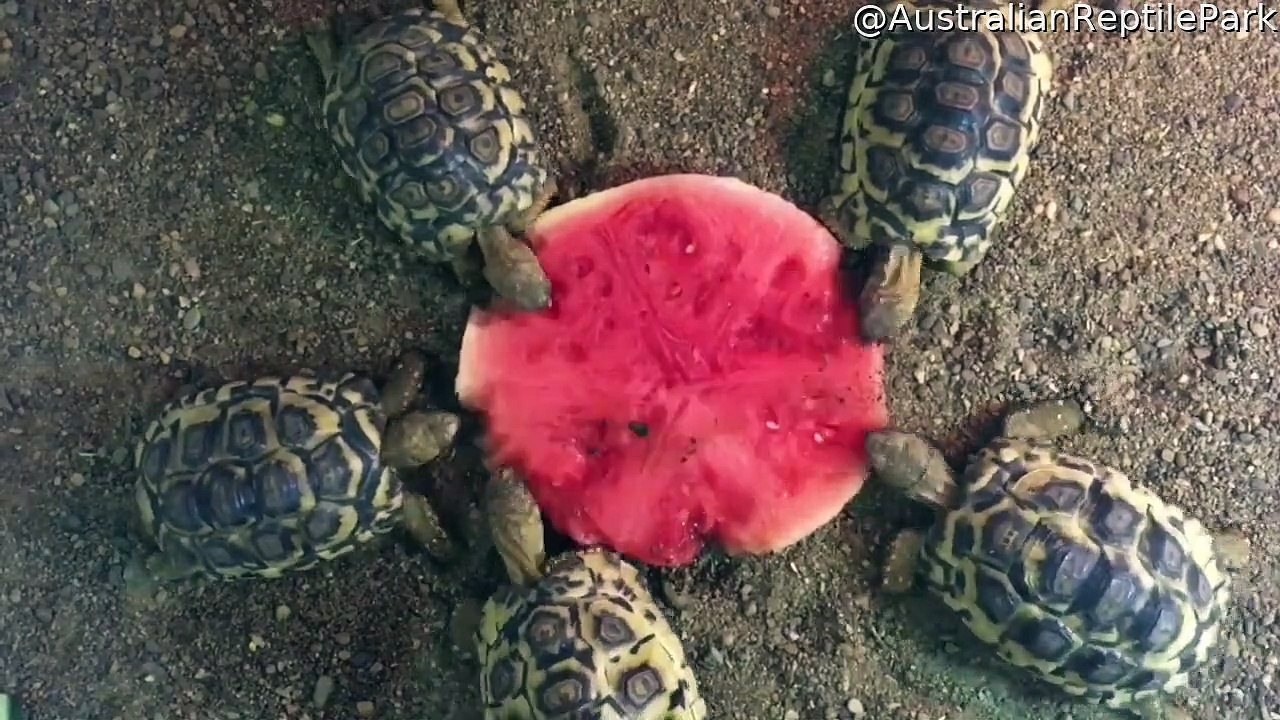 Turtles Enjoy a Nice Christmas Dinner