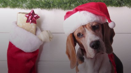 Children Deliver Holiday Stockings to Dogs at North Carolina Animal Shelter