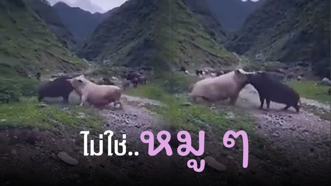 ไม่ใช่..หมู ๆ !! นาทีหมูบ้านผงาด โค่นบัลลังก์หมูป่า เทกโอเวอร์ขุนเขา