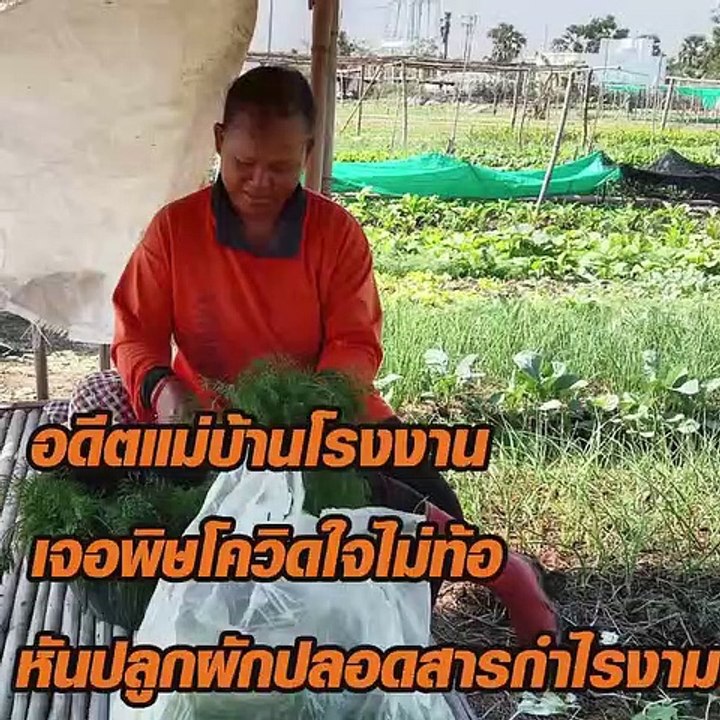 อดีตแม่บ้านโรงงานเจอพิษโควิดแต่ไม่เคยท้อ ปลูกผักปลอดสารกำไรงาม
