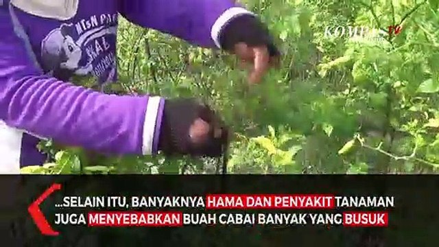 Dampak Cuaca Buruk Hasil Panen Cabai Menurun