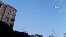 İstanbul semalarında sığırcık kuşlarının muhteşem dansı