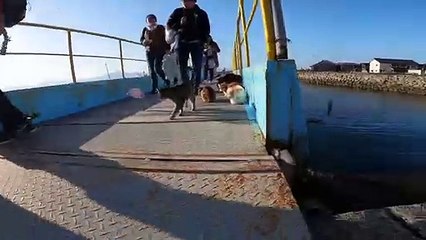 I took photos of stray cats living in Japan.