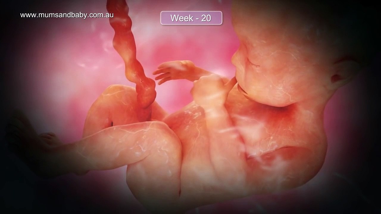 Pregnancy Week 20 - Five Months Pregnant