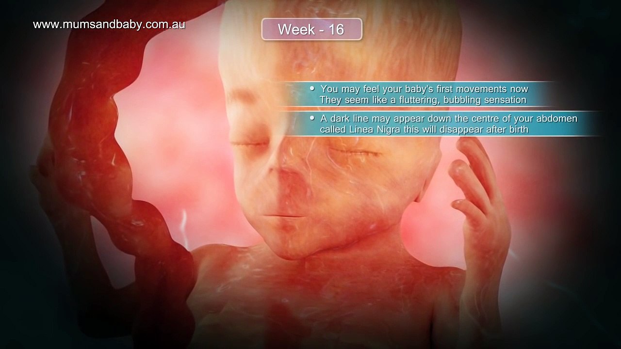 Pregnancy Week 16 - Four Months Pregnant