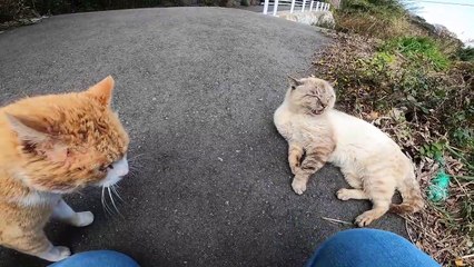 I took photos of stray cats living in Japan.2